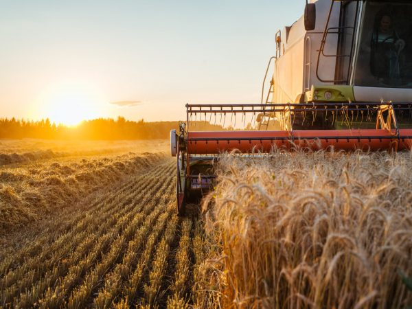 Descubra quais os tipos de agricultura predominantes no Brasil e como o tema pode cair no ENEM