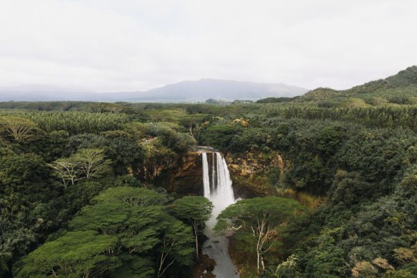 Ecossistemas brasileiros: principais tipos e características