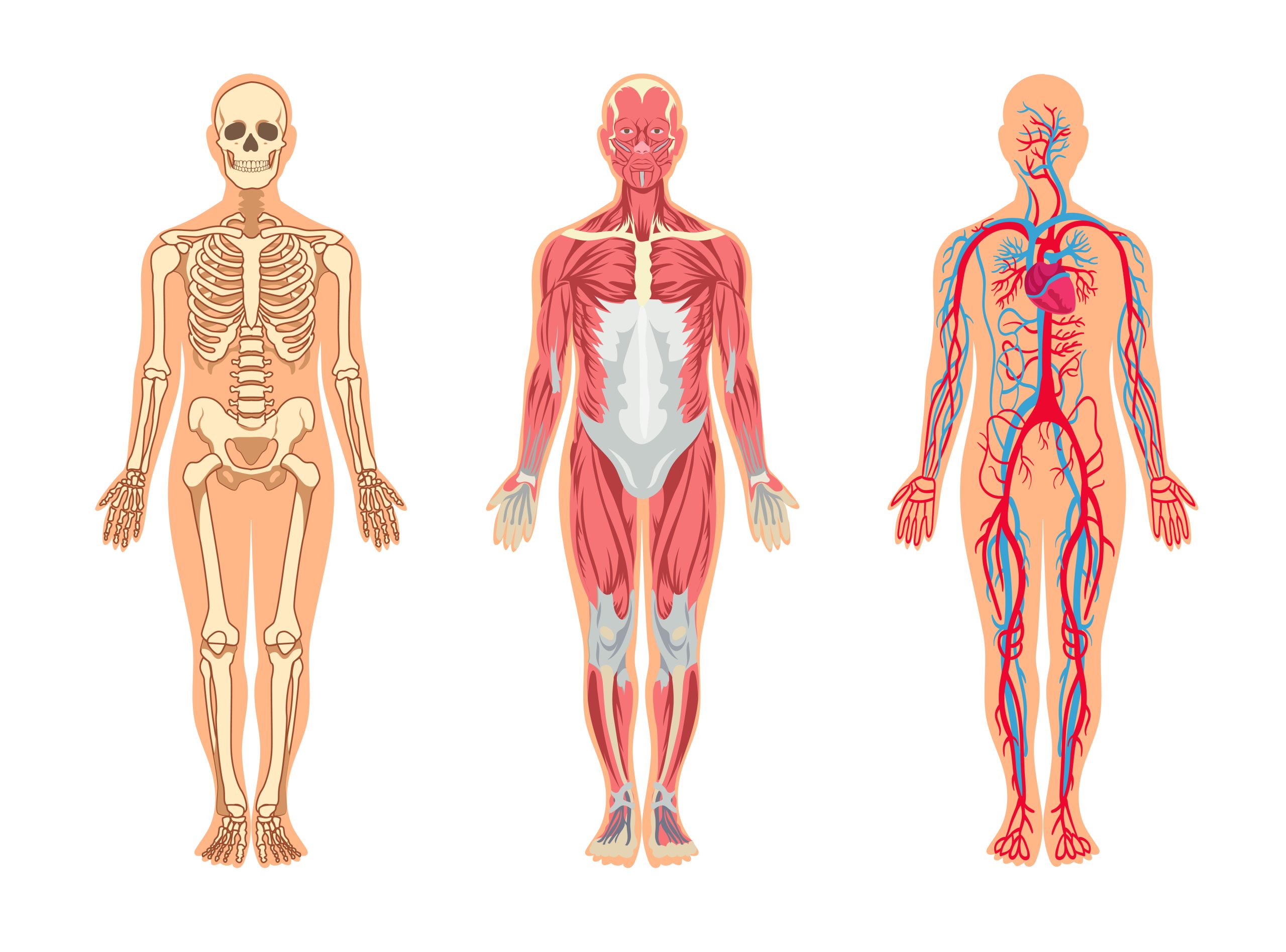 Fisiologia humana: entenda sua importância e como o assunto pode cair no ENEM
